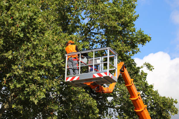 Best Tree Removal Services  in Long Creek, IL